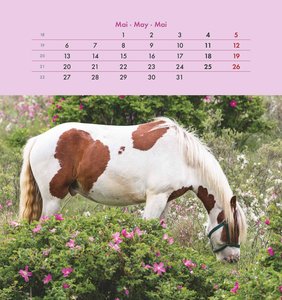 Pferde 2024 - Postkartenkalender 16x17 cm - Horses - zum Aufstellen oder Aufhängen - Monatskalendarium - Gadget - Mitbringsel - Alpha Edition