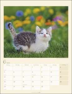 Katzen auf dem Lande Kalender 2023