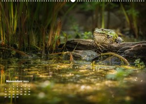 Glückliche Frösche (Wandkalender 2023 DIN A2 quer)