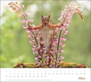 times&more Eichhörnchen Bildkalender 2022