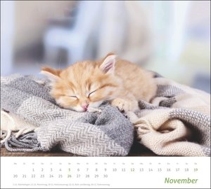 Katzen Bildkalender 2023. Süße Samtpfoten im großen Wandkalender 2023. Kalender für Katzenfans - jeden Monat ein Hingucker. Hochwertiger Fotokalender im Großformat.