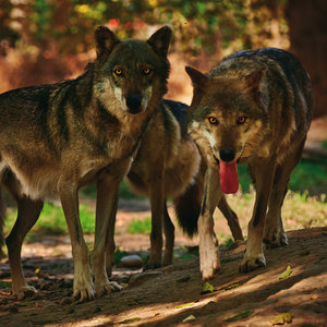 Wolves 2022