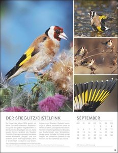 Vögel in unseren Gärten Posterkalender 2022