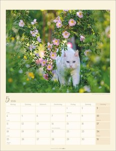 Katzen auf dem Lande Kalender 2026