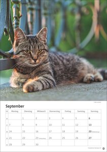 Katzen Kalender 2026