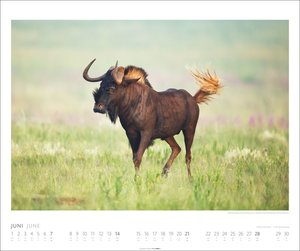 African Wildlife Kalender 2026
