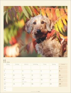 Dackel Kalender 2026