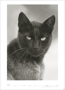 Cats Edition Kalender 2026