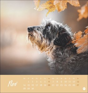 Dackel Postkartenkalender 2022