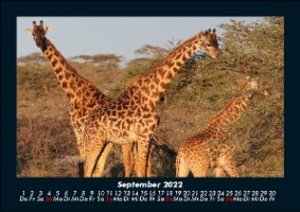 Giraffen Kalender 2022 Fotokalender DIN A5