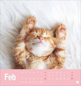 Tierisch entspannte Katzen Postkartenkalender 2026