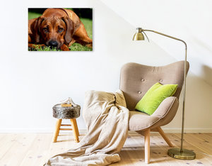 Premium Textil-Leinwand 75 cm x 50 cm quer Ein Motiv aus dem Kalender Ridgebacks - Hunde aus Afrika