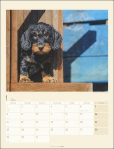 Dackel. Jahres-Wandkalender 2024 mit Platz für Notizen und Termine. Foto-Kalender für Hundefans und Dackelliebhaber. Bildkalender 2024 im Hochformat 30x39 cm