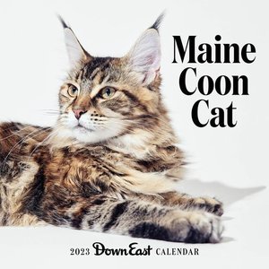 2023 Maine Coon Cat Wall Calendar