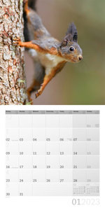 Eichhörnchen Kalender 2023 - 30x30