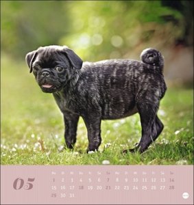 Mops Postkartenkalender 2023. Die kleinen Hunde in einem Postkarten-Fotokalender porträtiert. Kleiner Kalender zum Aufstellen oder Aufhängen für Hundefreunde.