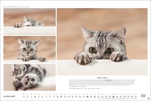 Whiskas Katzenkalender 2026