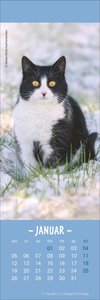 Katzen Lesezeichen & Kalender 2026