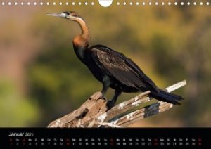 Botswanas Vogelwelt (Wandkalender 2021 DIN A4 quer)