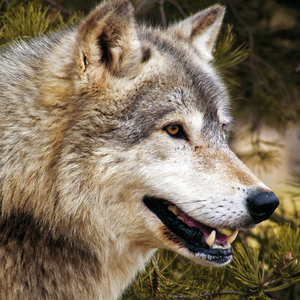 Wolves 2022