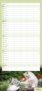 times&more Katzen Familienplaner 2026