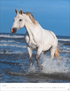 Pferde Classics Posterkalender 2026