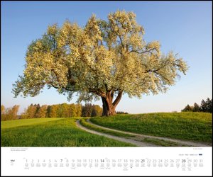 Bäume 2023 – Wandkalender 60x50 cm – Spiralbindung