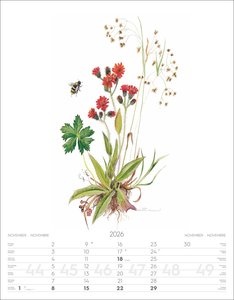 Alpenblumen-Aquarelle Kalender 2026