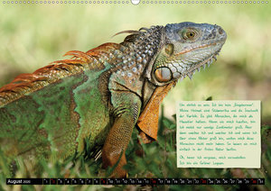 GEOclick Lernkalender: Steckbriefe von Tieren aus fernen Ländern: Florida/USA