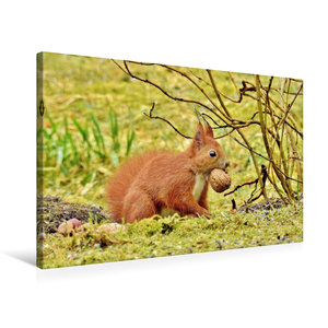 Premium Textil-Leinwand 75 cm x 50 cm quer Ein Eichhörnchen sorgt für den Winter vor.