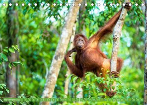 Leben im Urwald: ein Paradies für Tiere (Tischkalender 2022 DIN A5 quer)