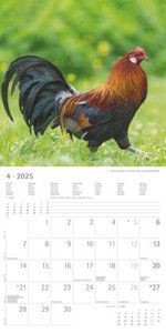 Alpha Edition - Hühner 2025 Broschürenkalender, 30x30cm, Kalender mit hochwertigen Hühner-Bildern, Mondphasen, Notizmöglichkeiten, Ferientermine DE/AT/CH und internationales Kalendarium