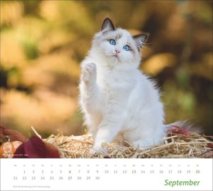 times&more Katzen Bildkalender 2026