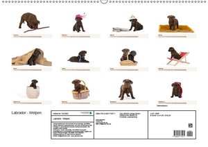 Labrador - Welpen