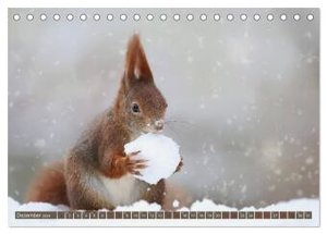 Eichhörnchen - Kleine Fotostars (Tischkalender 2024 DIN A5 quer), CALVENDO Monatskalender