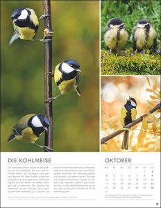 Vögel in unseren Gärten Posterkalender 2022