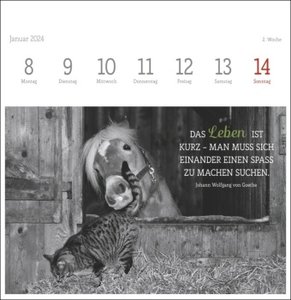 Wegler Katzen Weisheiten Premium-Postkartenkalender 2024. 53 Postkarten mit zauberhaften Katzenfotos und Zitaten in einem kleinen Kalender für Katzenfans. Zum Aufstellen.