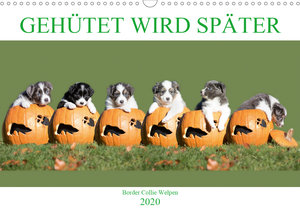 Gehütet wird später - Border Collie Welpen