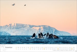 Hurtigruten Globetrotter 2026