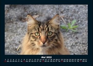 Der Tierkalender 2022 Fotokalender DIN A4
