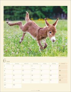 Esel Kalender 2026
