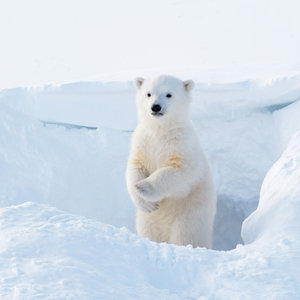 Polar Bears/Eisbärchen 2024