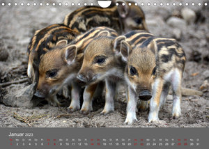 Die lieben Kleinen ... Tierkinder einfach zum Knuddeln (Wandkalender 2023 DIN A4 quer)