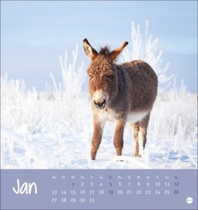 Esel Postkartenkalender 2025