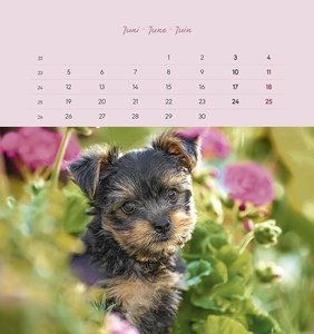 Welpen 2023 - Postkartenkalender 16x17 cm - Puppies - zum Aufstellen oder Aufhängen - Monatskalendarium - Gadget - Mitbringsel - Alpha Edition