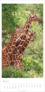 Giraffen Kalender 2025