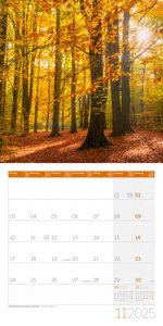 Zauber des Waldes Kalender 2025 - 30x30