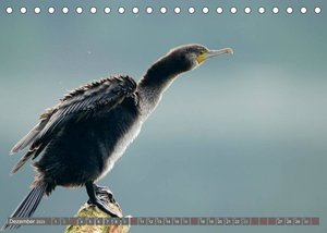 INNE BOTANIK - Vögel im Ruhrpott (Tischkalender 2023 DIN A5 quer)