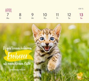 Mini-Wochenkalender 2025: Für Katzenfreunde