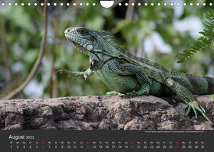 Wildlife Pantanal 2023 (Wandkalender 2023 DIN A4 quer)